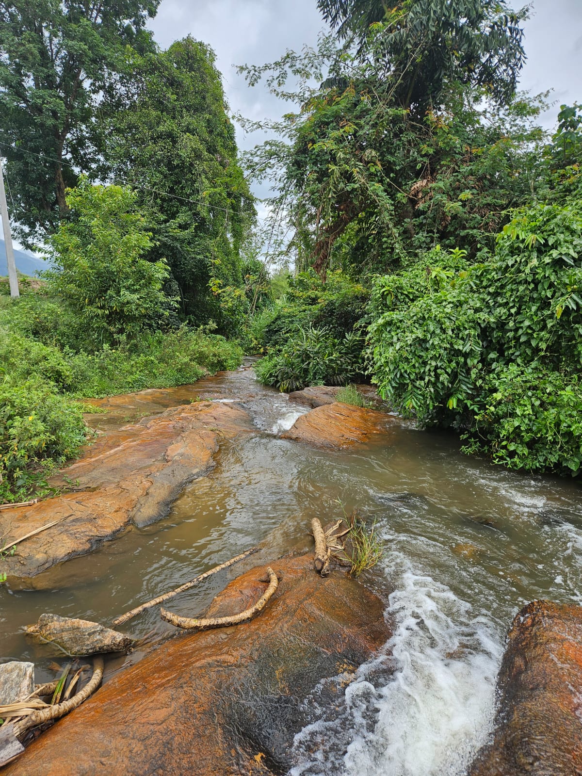 Rivulet View